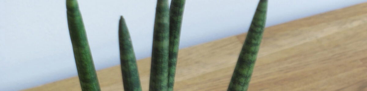 Plant pot | Medicom Toys